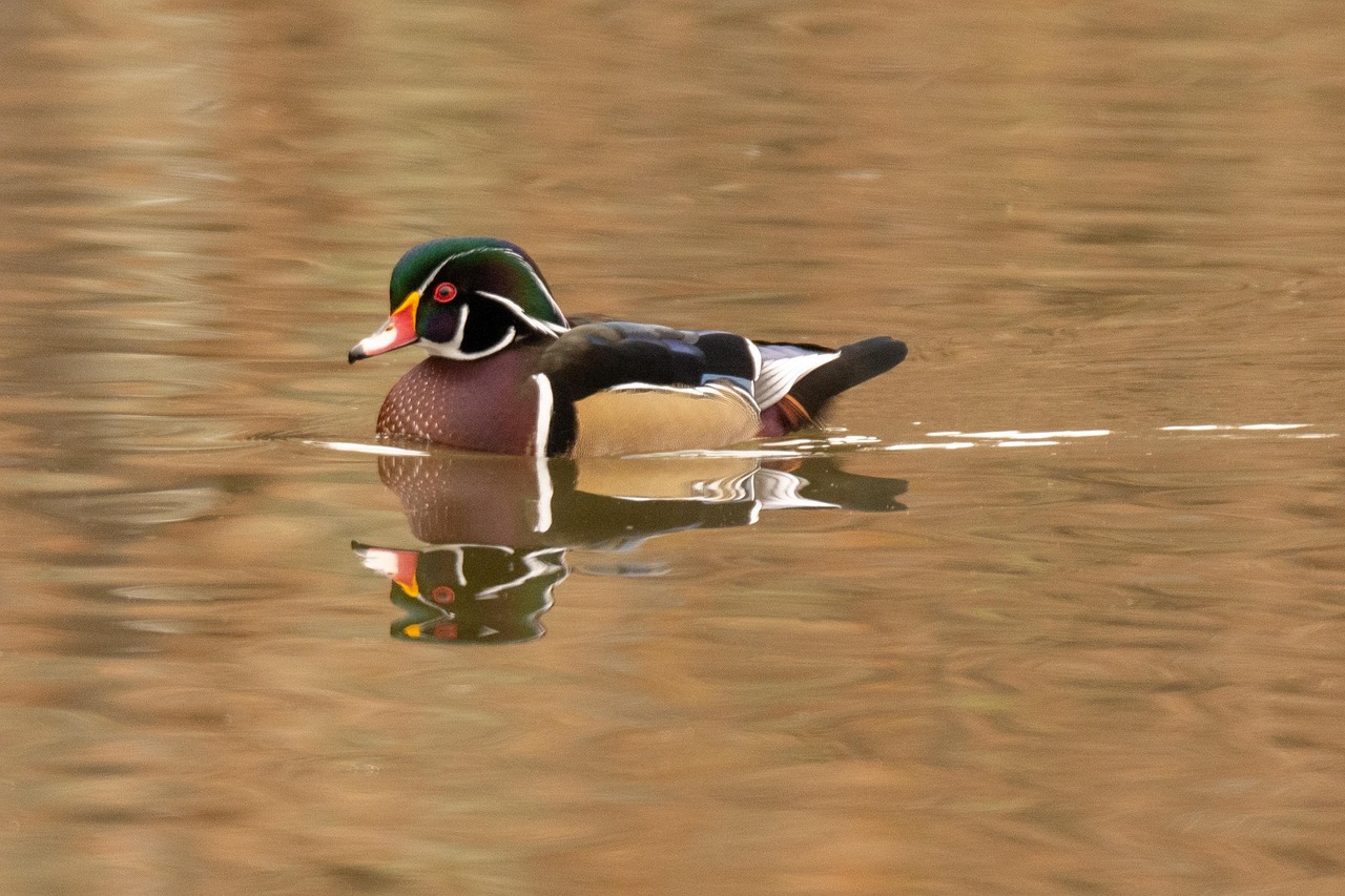 70,000+ Free Wood Duck & Duck Images Pixabay
