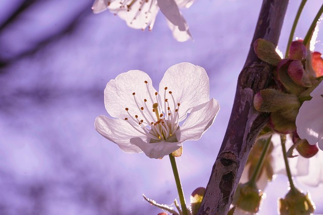 Kirsebær Blomster, Smukke Blomster