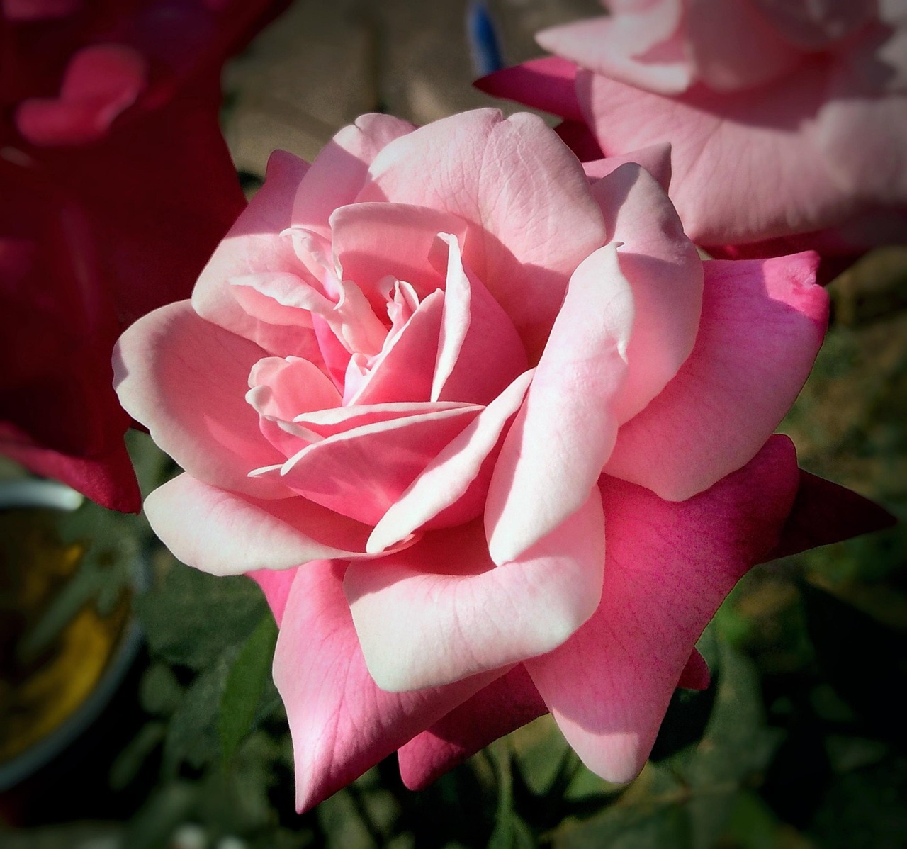 Rose Fleur P tales Photo Gratuite Sur Pixabay Pixabay rose-fleur-p-tales-photo-gratuite-sur-pixabay-pixabay
