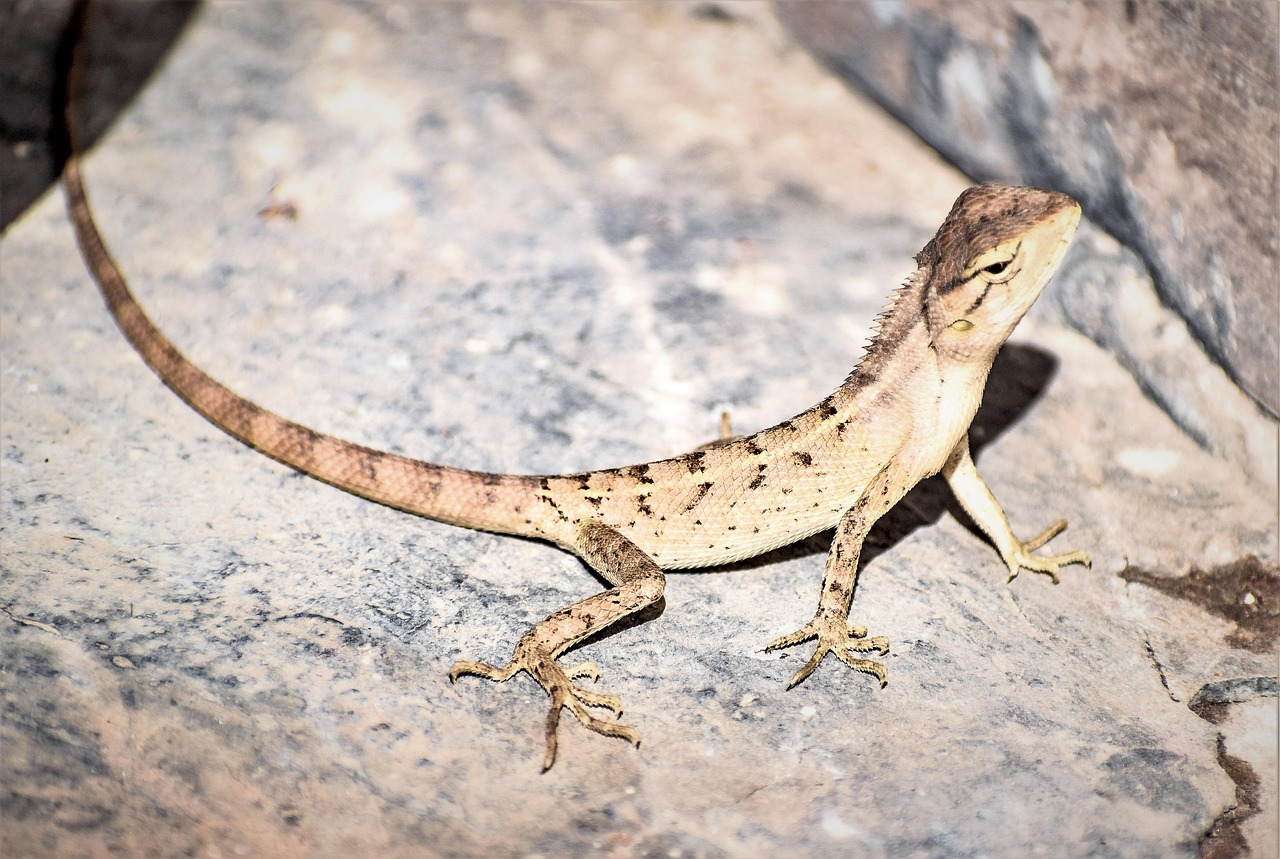 Lizard Reptile Wildlife - Free photo on Pixabay - Pixabay