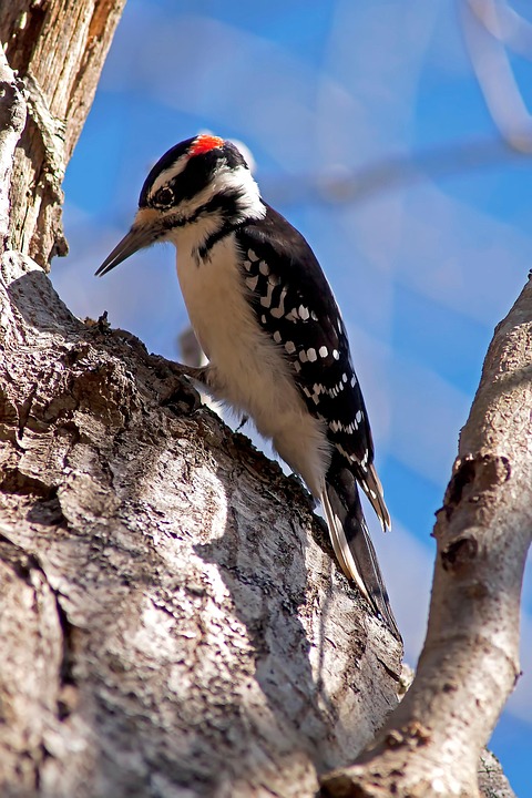 Hairy Woodpecker Woodpeckers Birds - Free photo on Pixabay - Pixabay