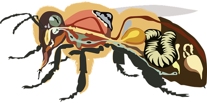 Anatomia Da Abelha, Abelha, Inseto