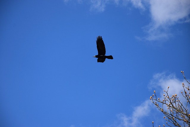 Primavera, Pássaro, Natureza, Céu, Corvo