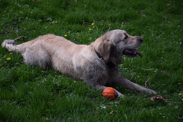 Bonitinho, Cachorro, Animal, Prado