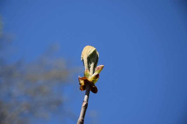 Primavera, Flores Bonitas, Botão