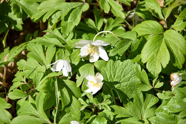 Flor, Flores, Primavera, Verde, Natureza