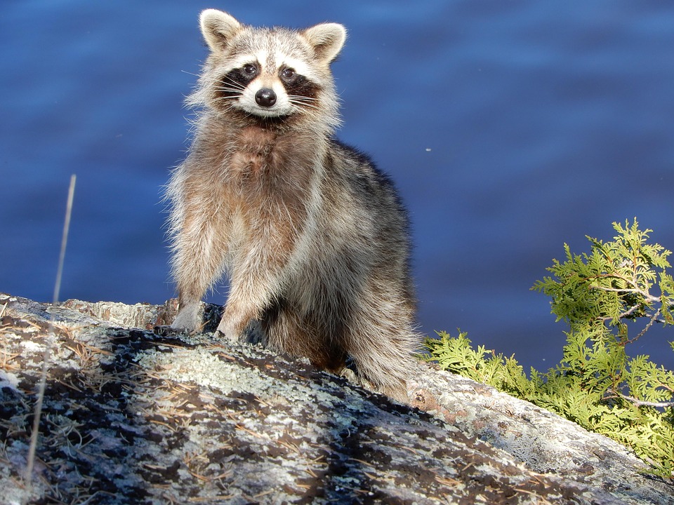 Raccoon Animal River - Free photo on Pixabay - Pixabay