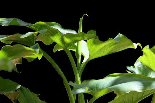 Free Nature Leaves photo and picture