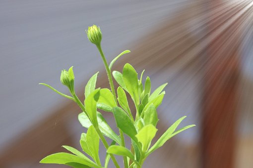 Free Nature Sun photo and picture