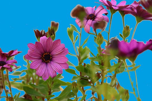 Free Spring Floral photo and picture