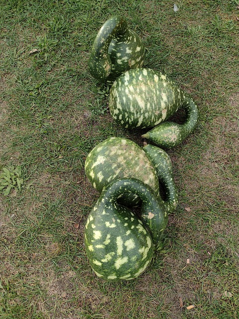 Free Vegetables Nourishment photo and picture