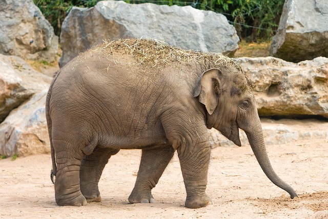 elephant image free