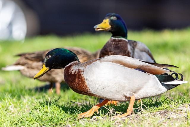 Free Bird Duck photo and picture