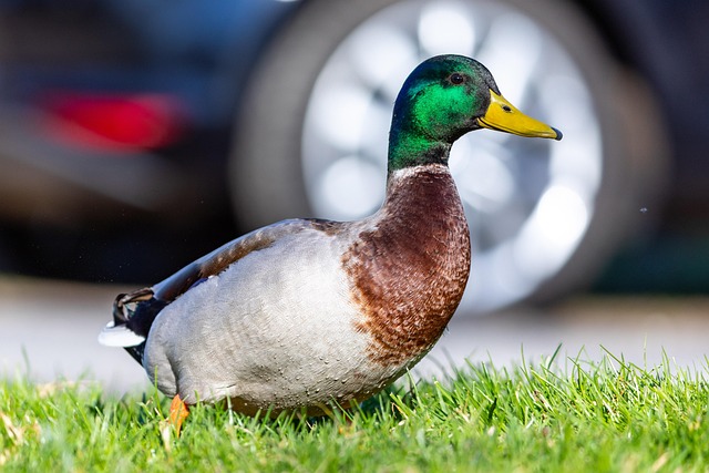 Free Bird Ornithology photo and picture
