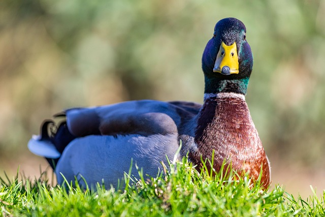 Free Bird Nature photo and picture