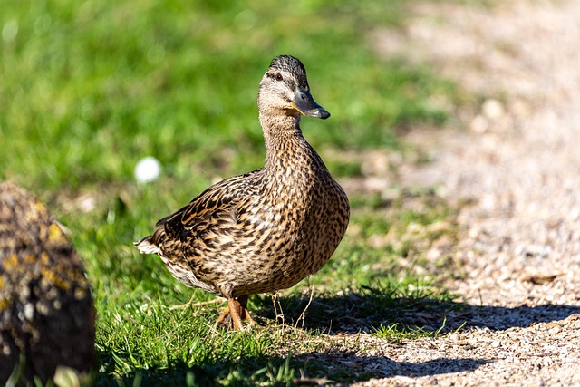 Free Bird Ornithology photo and picture