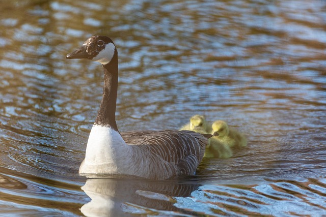 Free Birds Ornithology photo and picture