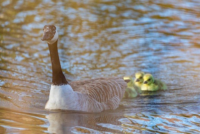 Free Birds Ornithology photo and picture