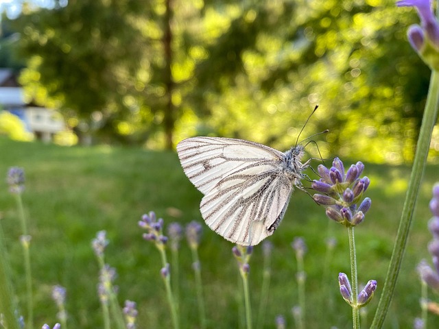 Free Butterfly Flower photo and picture