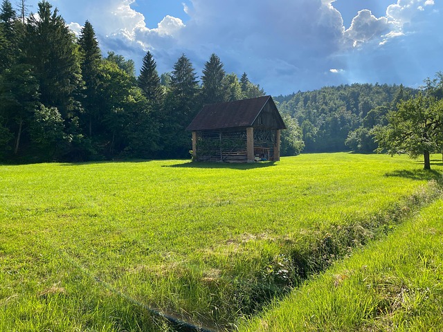 Free Barn Grass photo and picture