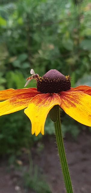 Free Hover Fly Coneflower photo and picture