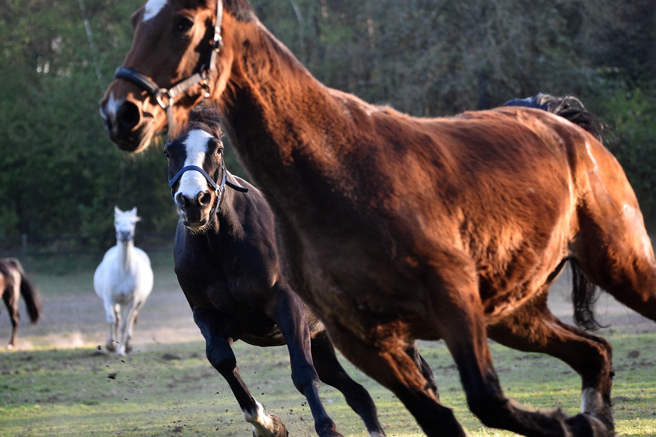 Horse - free online jigsaw puzzle photo