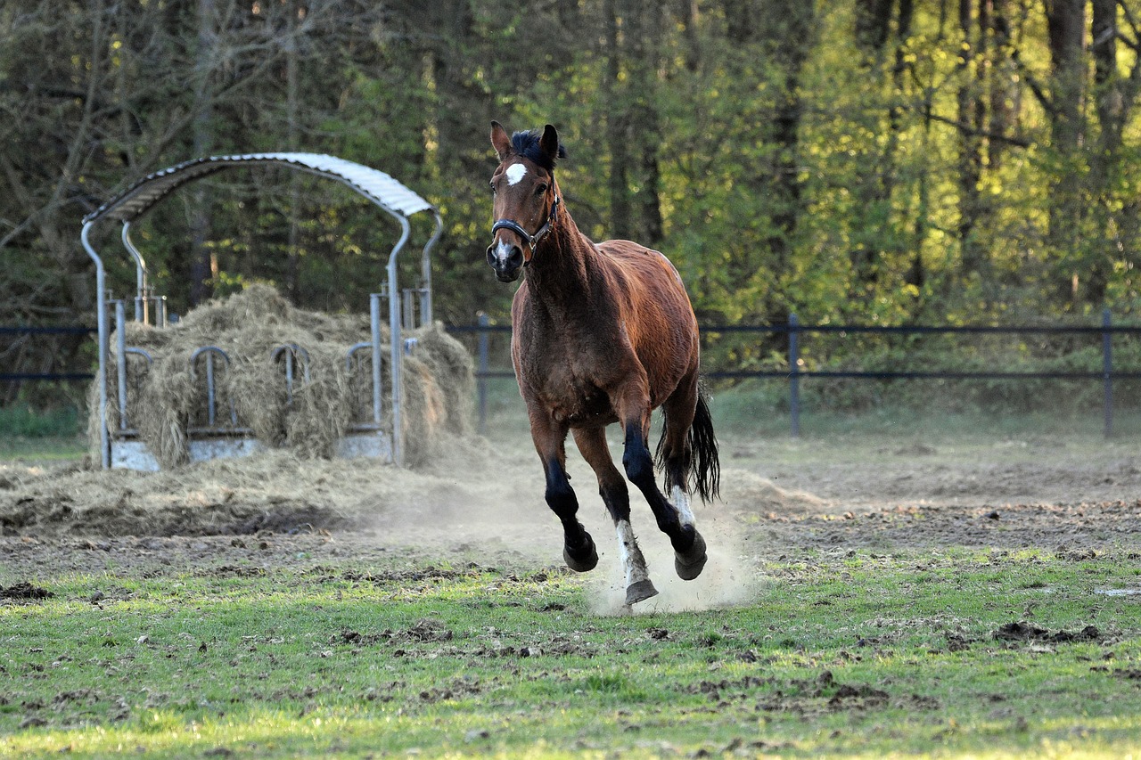 Horse - free online jigsaw puzzle photo