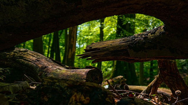 Free Forest Path Forest photo and picture