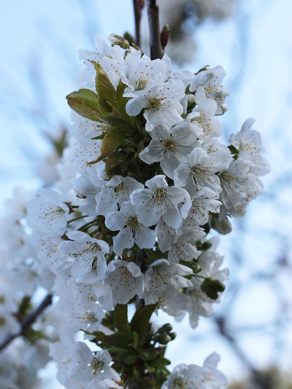 Arbre De La Cerise Fleurs - Photo gratuite sur Pixabay - Pixabay