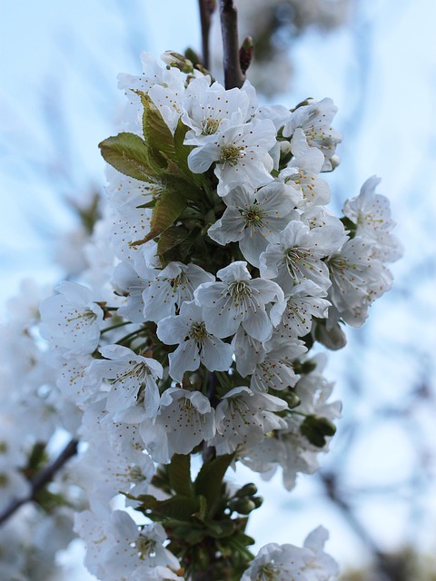 Arbre De La Cerise Fleurs - Photo gratuite sur Pixabay - Pixabay