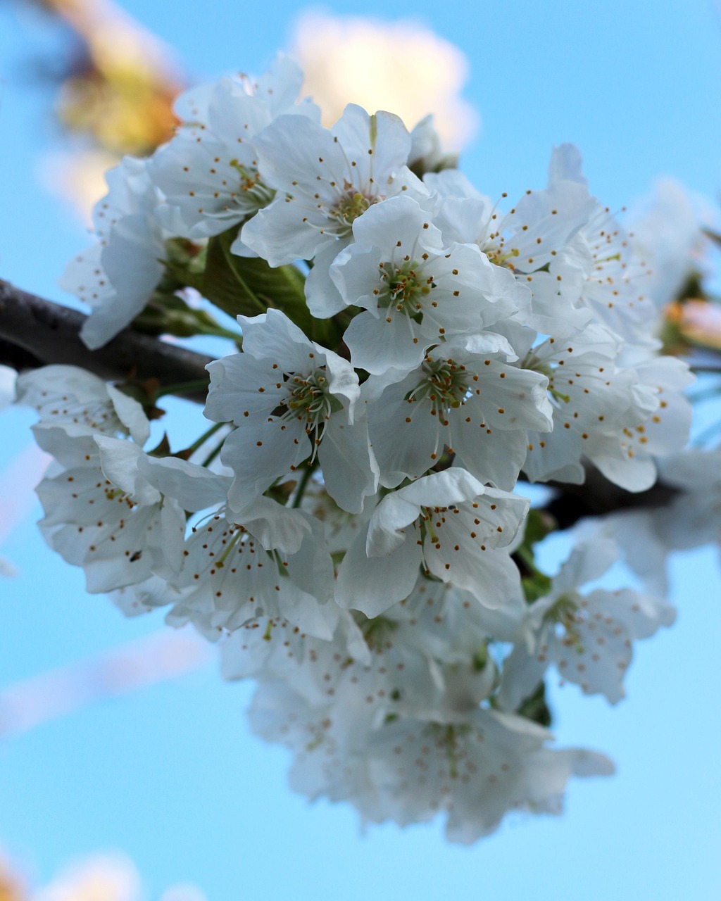 Arbre De La Cerise Fleurs - Photo gratuite sur Pixabay - Pixabay