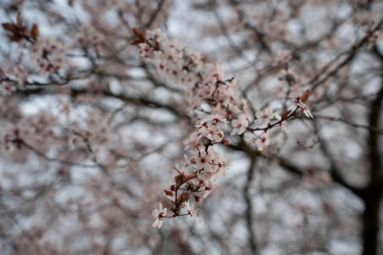 Plum Blossoms Flowers Tree Free photo on Pixabay Pixabay