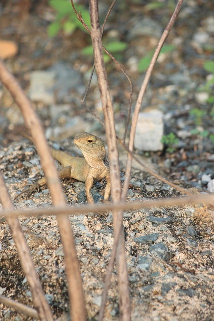 Free Animal Gecko photo and picture