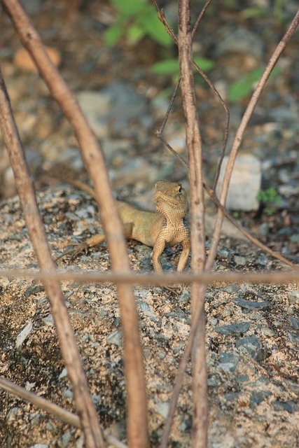 Free Nature Animals photo and picture