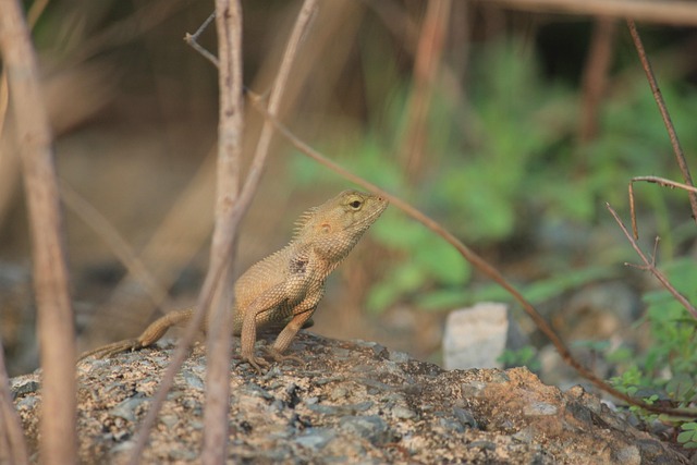 Free Nature Forest photo and picture