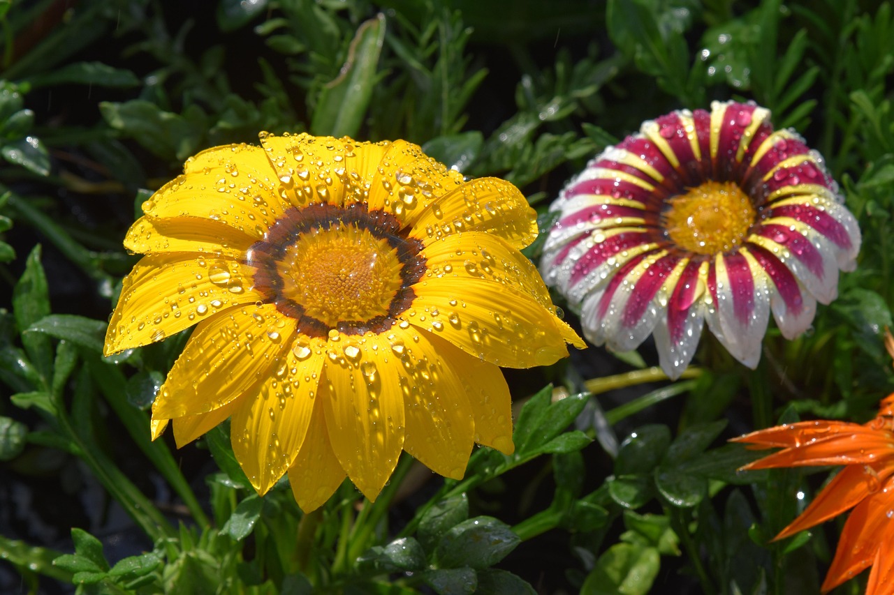 https://cdn.pixabay.com/photo/2022/04/18/04/22/flowers-7139383_1280.jpg