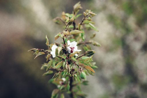 Flor, Folhas, Plantas, Nacional