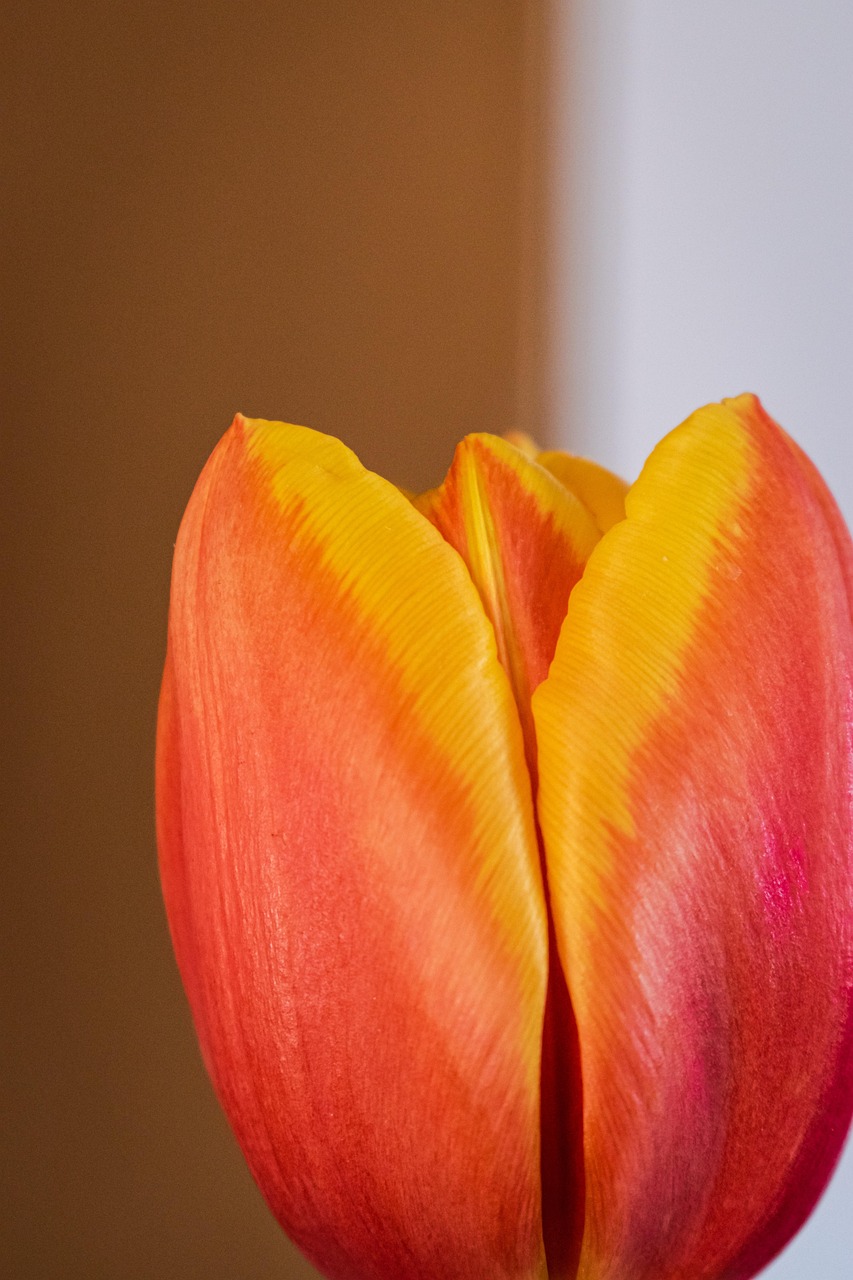 Flower Tulip Bloom Free photo on Pixabay Pixabay