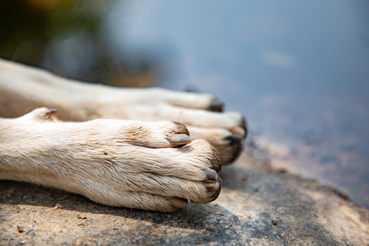 Paws Aspin Dog - Free photo on Pixabay