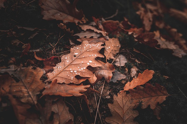 Las Hojas Marchitas, Otoño, Naturaleza