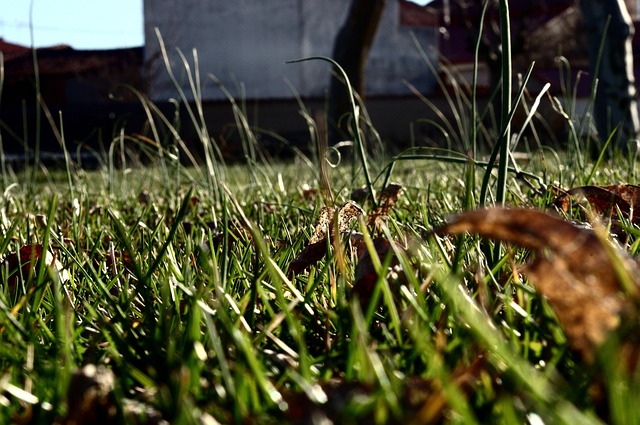 Free Grass Landscape photo and picture