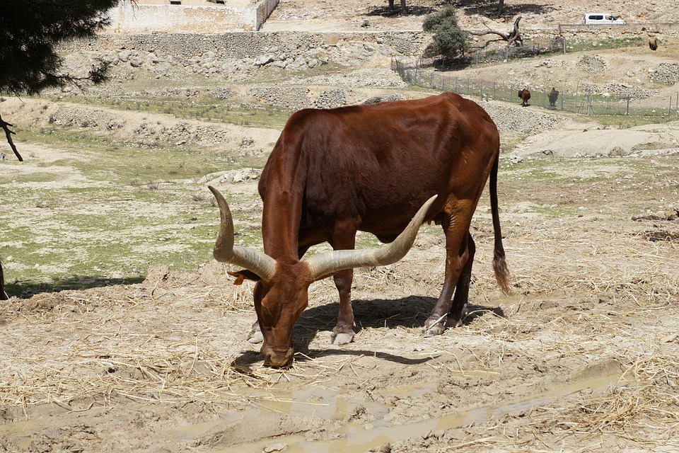 AnkoleWatusi Ankole Cornes Photo gratuite sur Pixabay