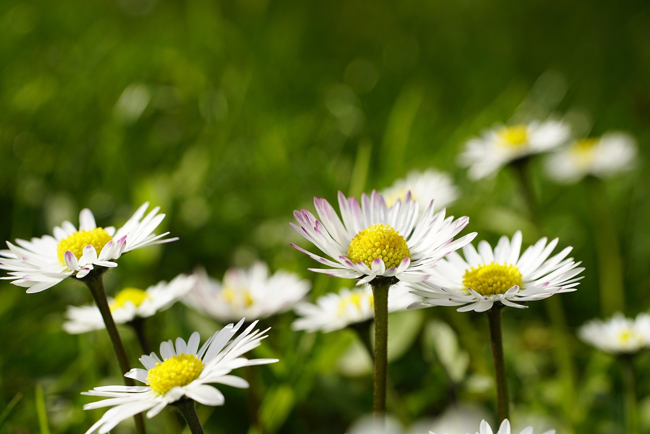 Daisies Flowers Growth Bellis Free photo on Pixabay Pixabay
