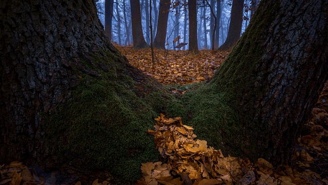 Bosque, Sale De, Musgo, Niebla