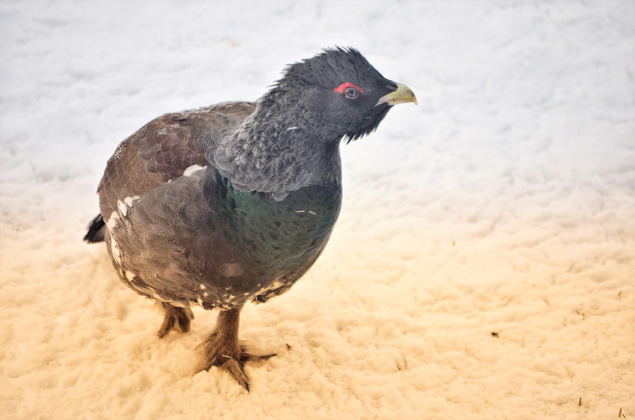 Capercaillie Bird Animal - Free photo on Pixabay - Pixabay