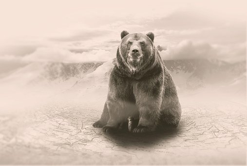 Tier, Bär, Säugetier, Spezies, Fauna