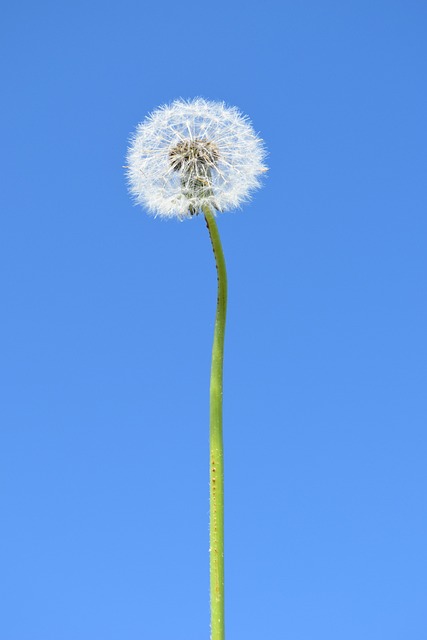 Flor, Diente De León, Naturaleza, Deseo
