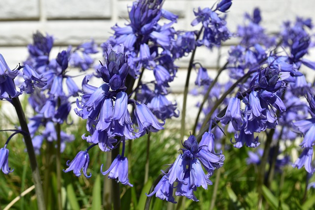 Flores, Campanillas, Naturaleza