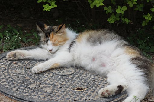 Free Animal Cat photo and picture