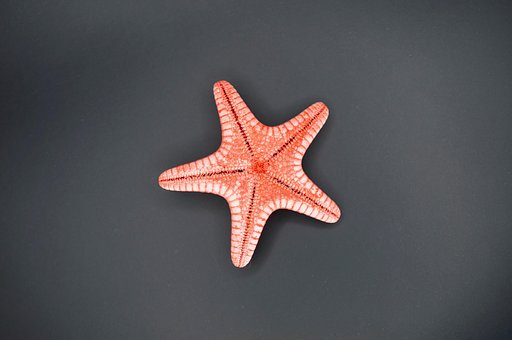 Stea De Mare, Marin, Specii, Mare